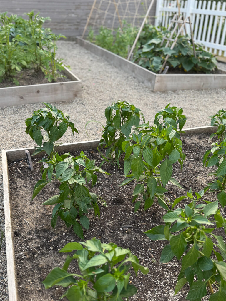 Horta