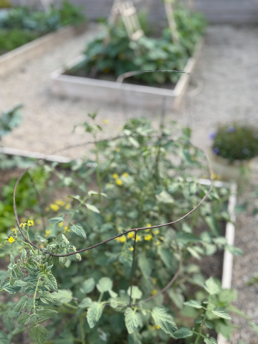 tomates no jardim de verão