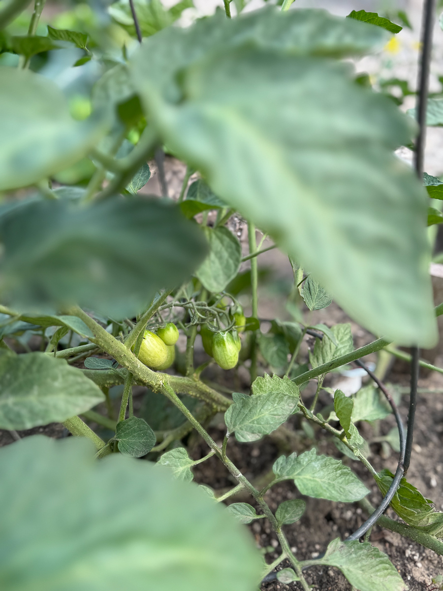  tomates da horta