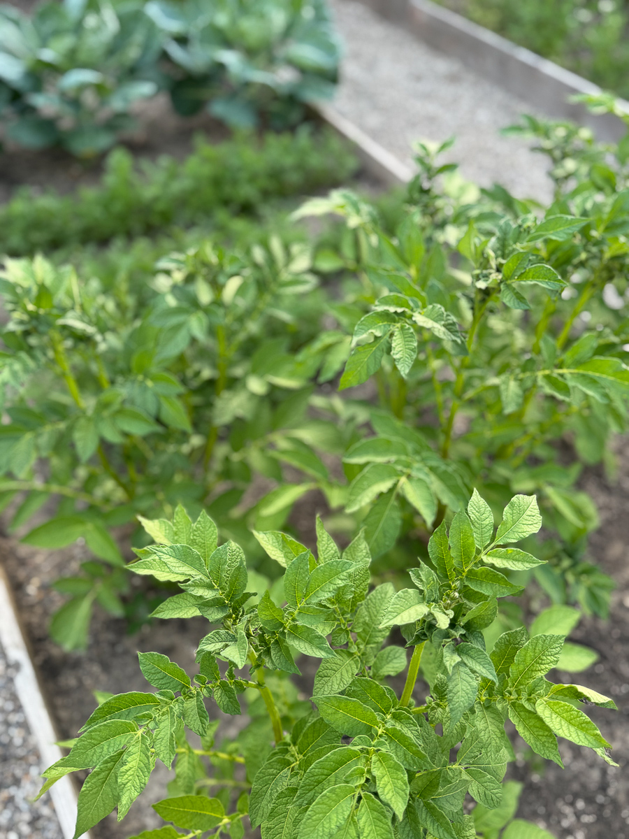 Batatas na horta