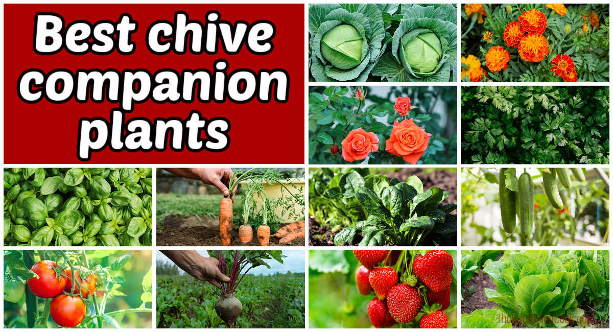 Melhores plantas companheiras da cebolinha Fileiras de hortaliças, ervas e flores em uma colagem. A caixa de texto em tom ferrugem diz Melhores plantas companheiras da cebolinha.