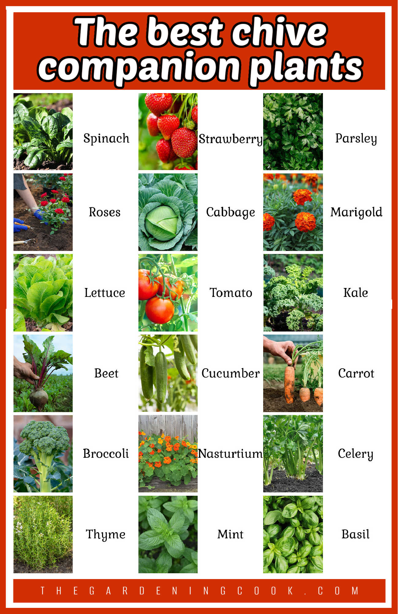 As melhores plantas companheiras da cebolinha Uma tabela de jardim com colunas de frutas, hortaliças, ervas e plantas, com nomes ao lado. A caixa de texto laranja diz As melhores plantas companheiras da cebolinha.