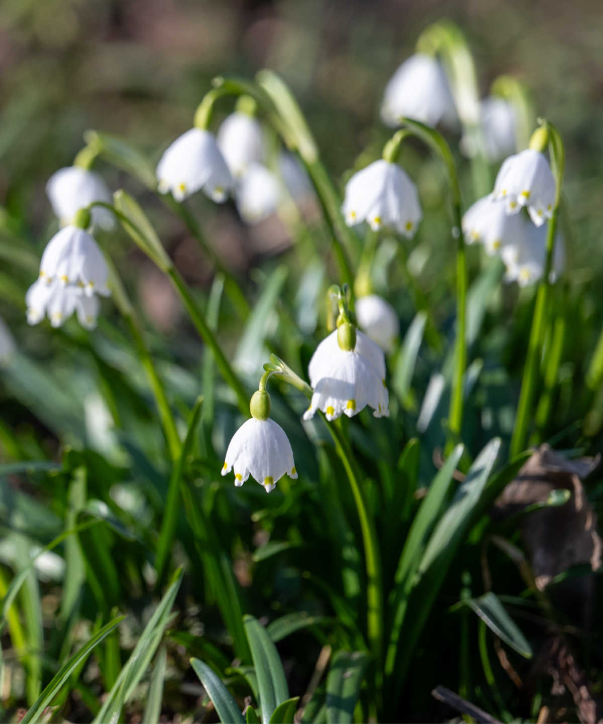 Um grupo de flocos-de-neve-da-primavera com flores brancas voltadas para baixo.