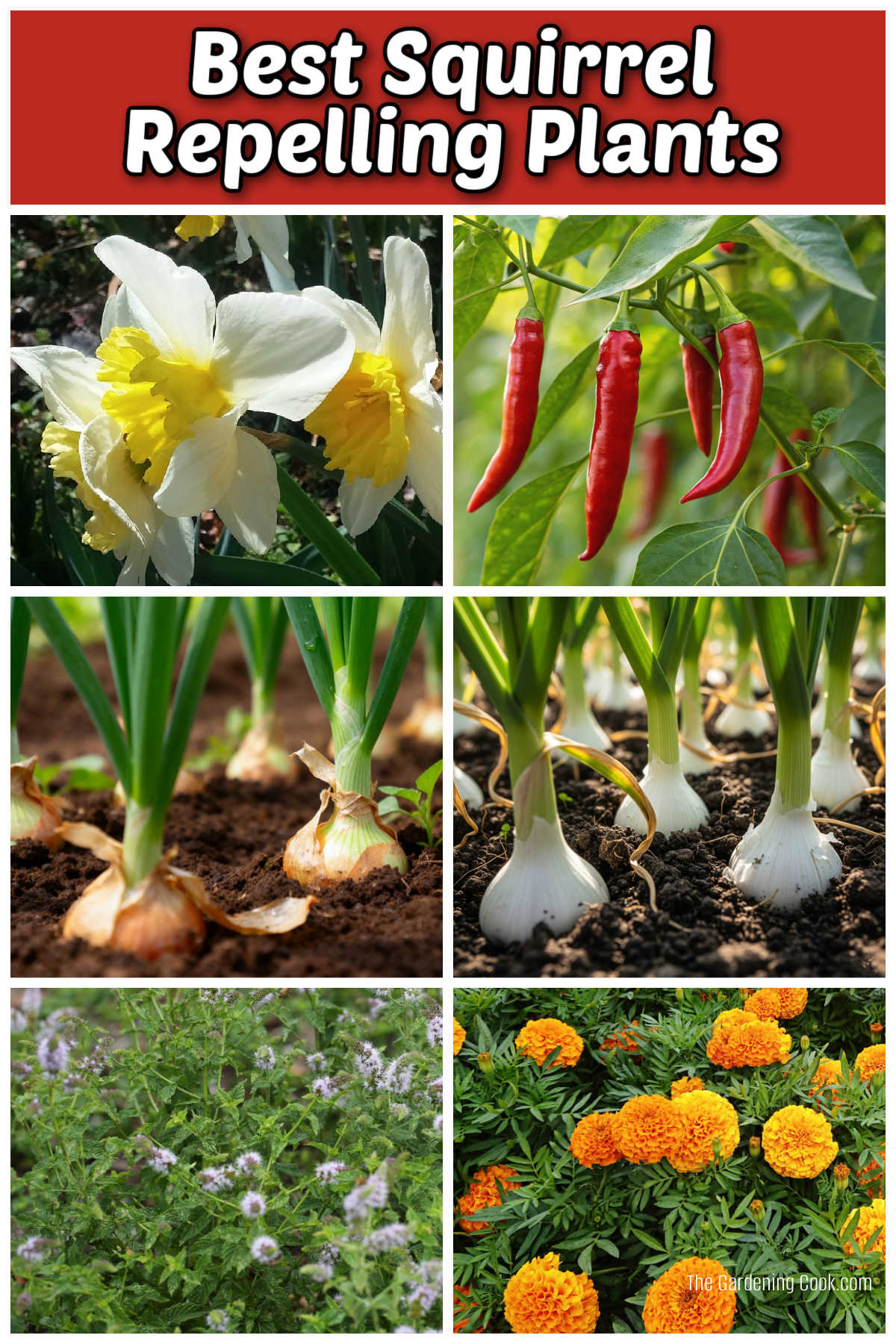 As melhores plantas que repelem esquilos incluem narcisos, pimentas, cebolas, alho, hortelã-pimenta e calêndulas.