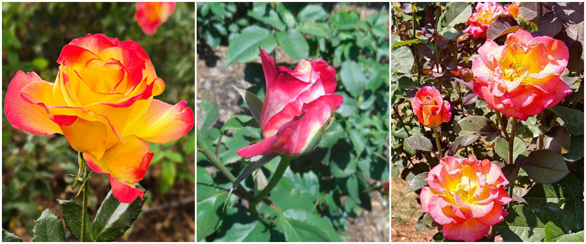 Rosas amarelas e vermelhas, vermelhas e brancas e rosas e amarelas em um mosaico para significar cores e significados das rosas.