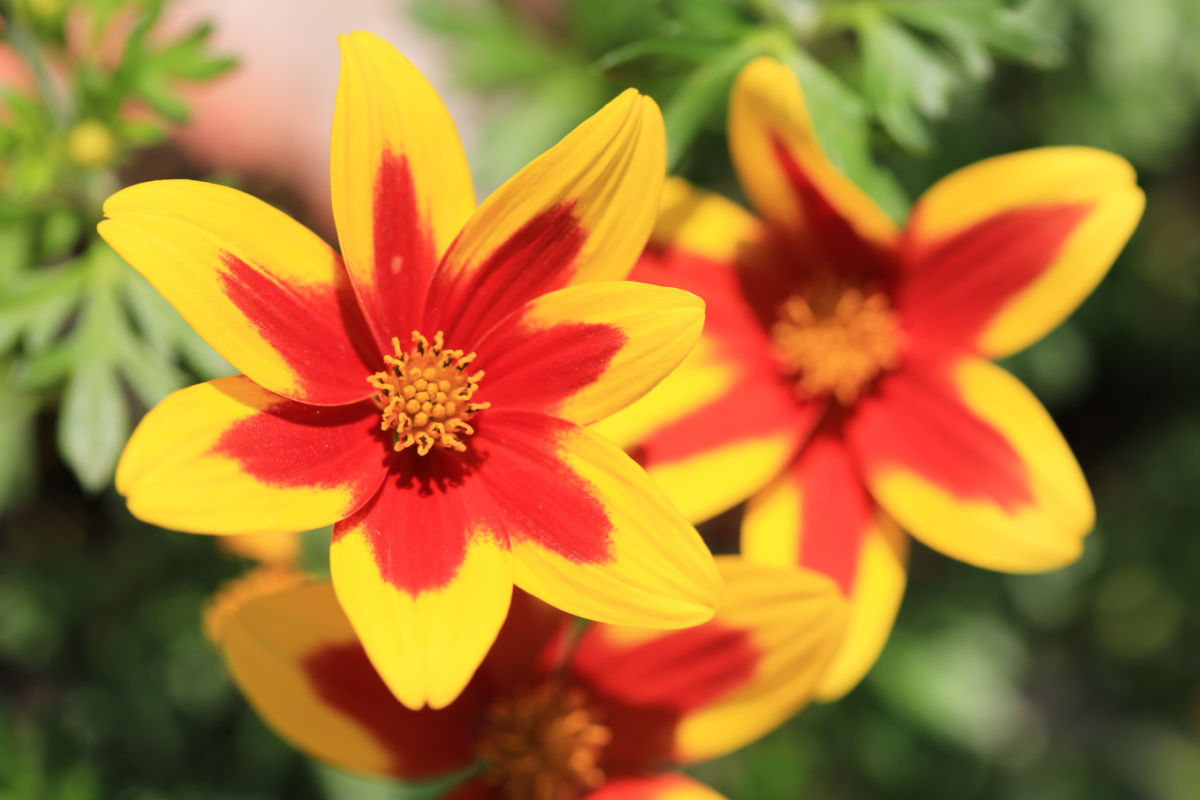 Flores amarelas e vermelhas em forma de estrela de bidens.