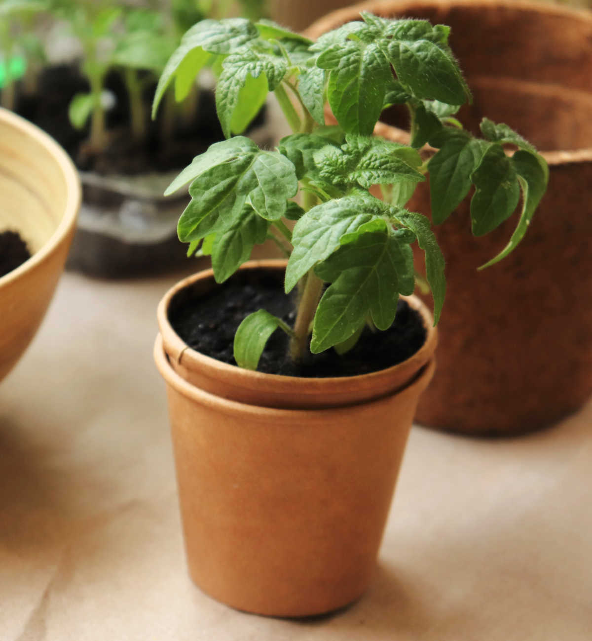 Vasos biodegradáveis para iniciar sementes com muda de tomate.