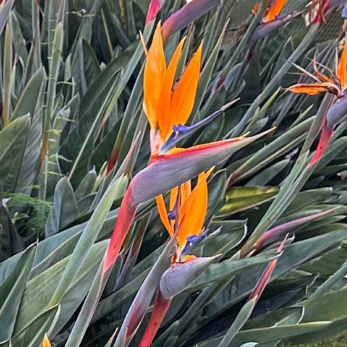 Ave-do-paraíso (Strelitzia reginae) Uma foto das flores laranjas da planta ave-do-paraíso, conhecida botanicamente como Strelitzia reginae.