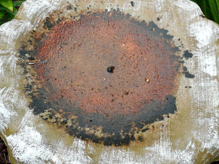 Uma foto em close de um bebedouro de pássaros de concreto muito sujo, com algas e bactérias crescendo nele.