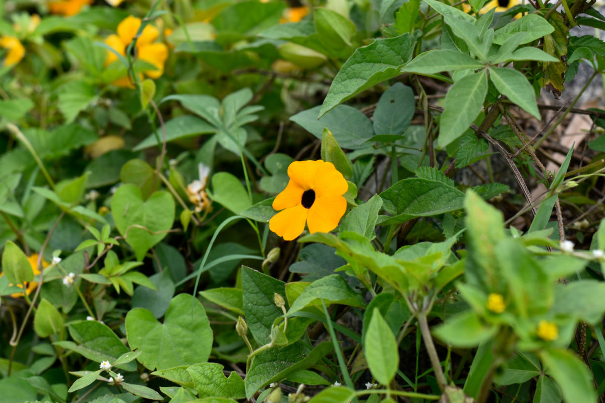 Uma trepadeira de susan-de-olho-preto com flores amarelas e pretas cobrindo uma cerca de tela para adicionar privacidade.