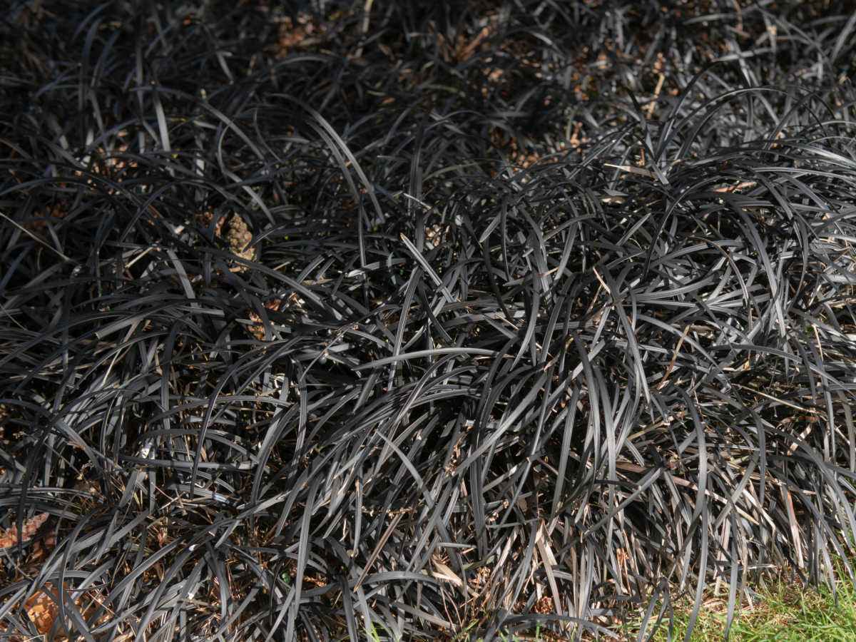 Grande área de grama mondo preta em um jardim.