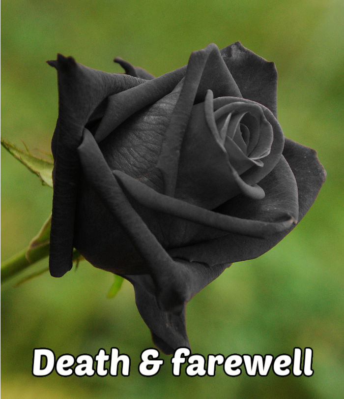 Uma rosa preta sobre fundo verde representando morte, despedida e força.