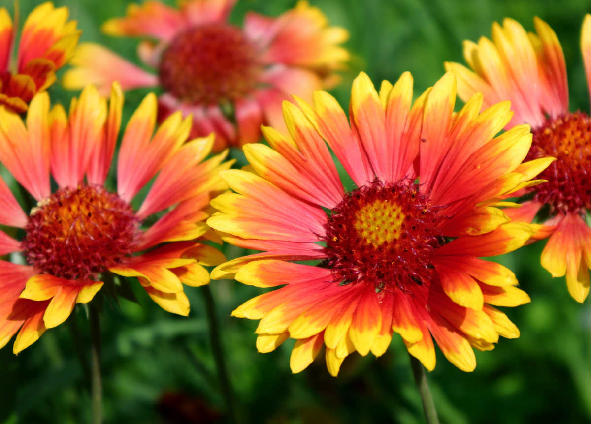 Um close das flores de gaillardia.