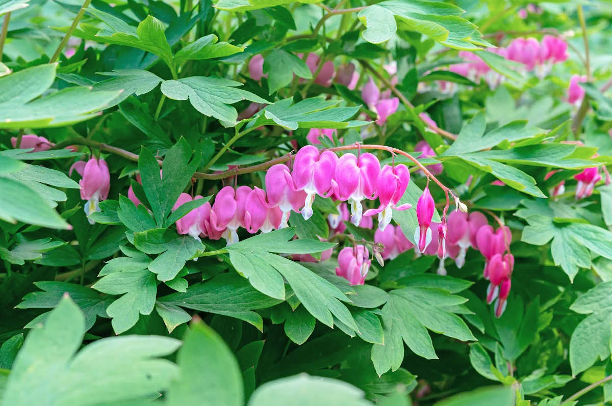 Coração-sangrento - a planta perfeita para jardim cottage.