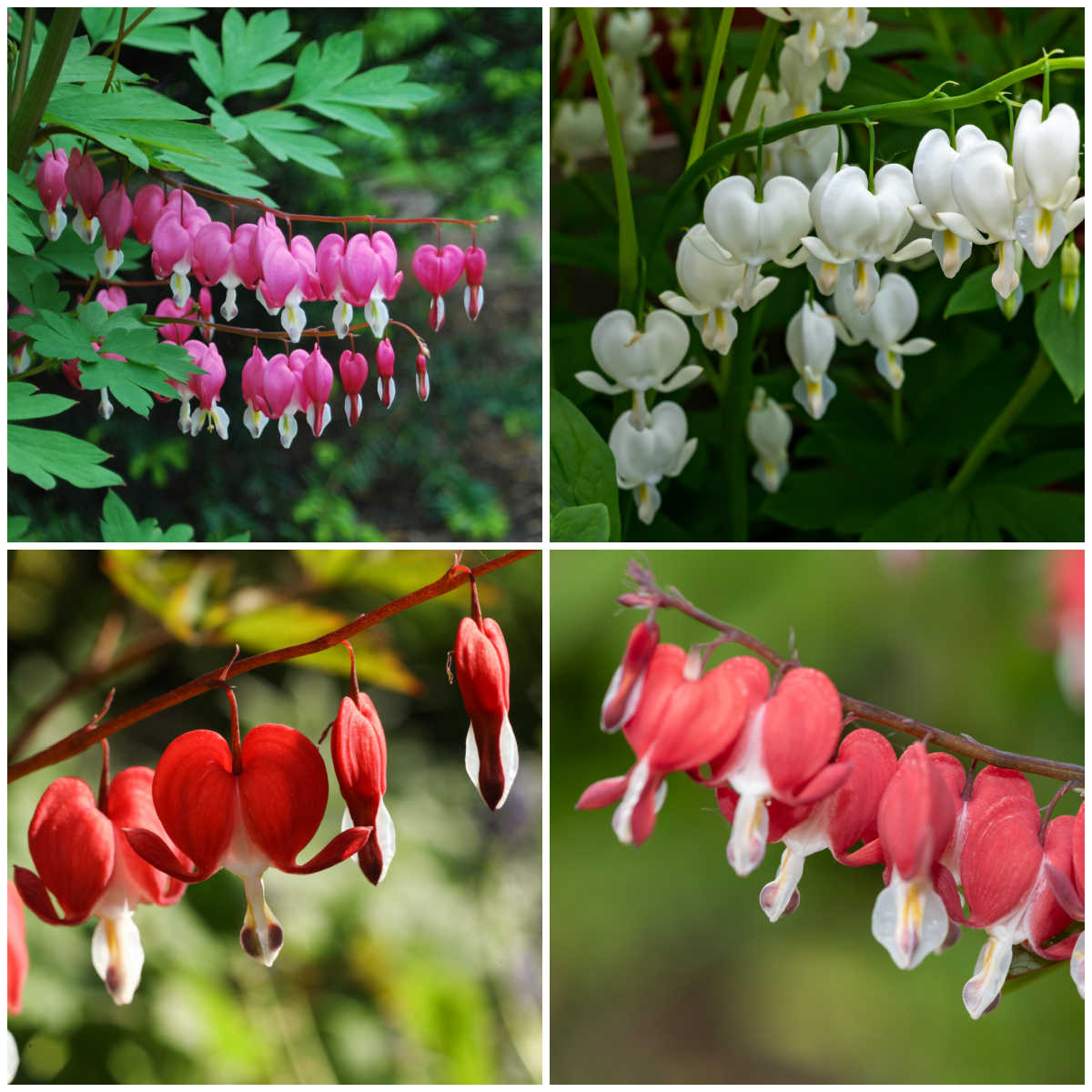 Fotos de flores do coração-sangrento em tons de rosa, branco, vermelho e coral.