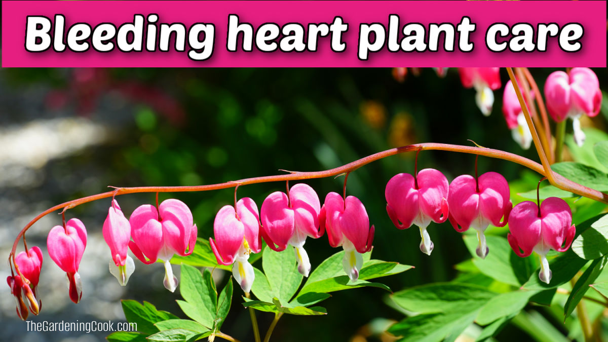 Uma fileira de flores de Lamprocapnos spectabilis ao lado de uma caixa de texto rosa que diz Cuidados com o Coração-Sangrento.