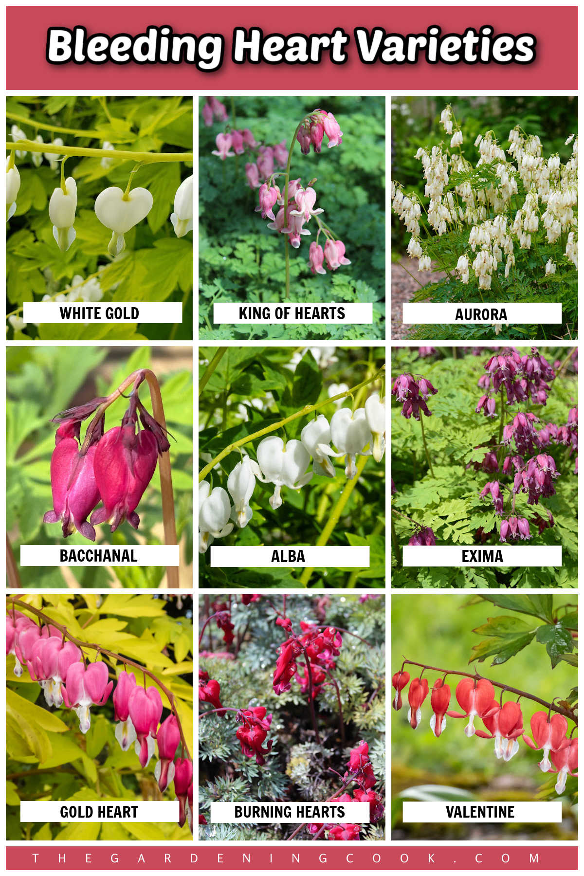 Uma montagem com imagens de diferentes cores de flores e tons de folhas de Lamprocapnos spectabilis. Texto rosa diz Variedades de Coração-Sangrento.