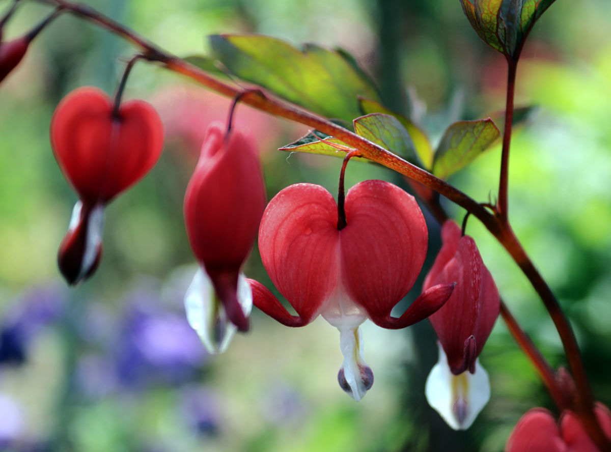 Flores da planta Coração Sangrando vermelho.
