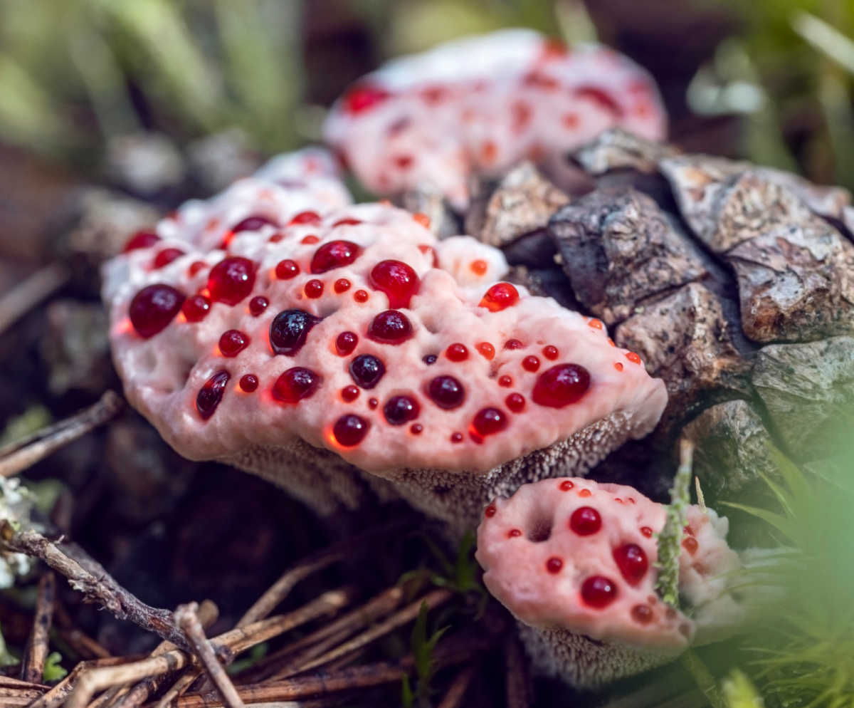 Hydnellum peckii – também conhecido como fungo dente que sangra, com esporos vermelhos crescendo na superfície.