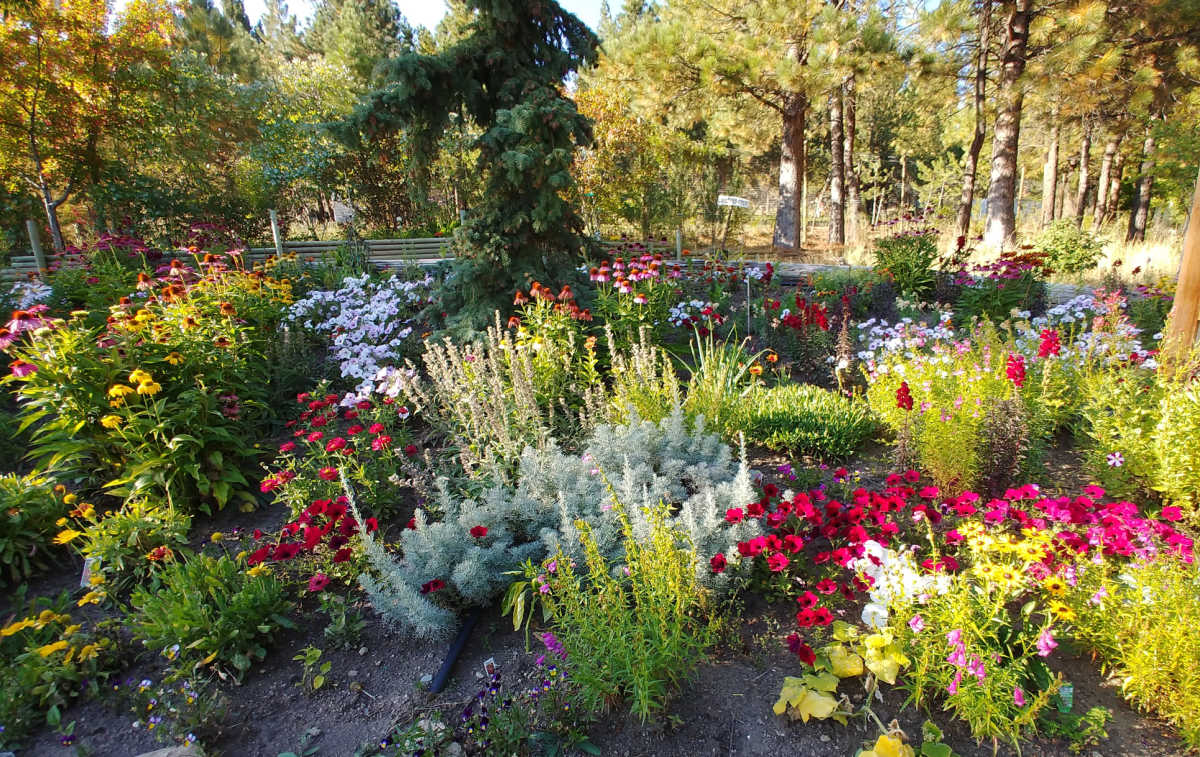 Flores para um jardim cottage com caminhos e árvores.
