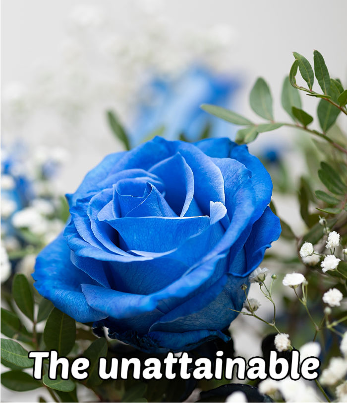Uma rosa azul e flores de alyssum, significando mistério, o impossível e singularidade.
