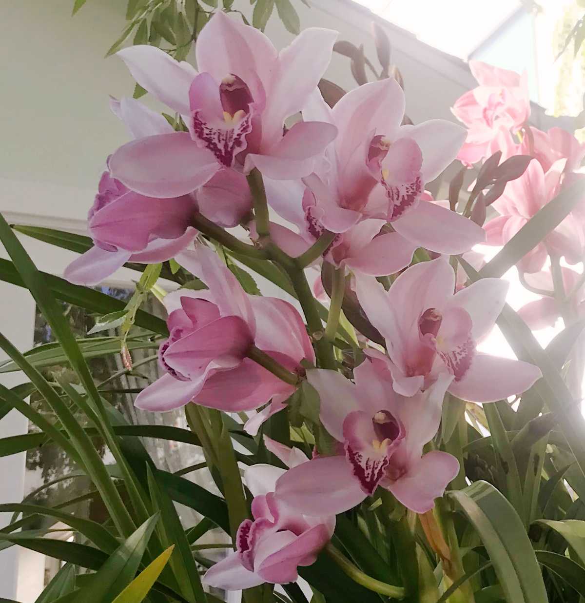 Um grupo das belas flores rosas de uma orquídea barco (Cymbidium spp.) e sua folhagem em frente a uma casa de cor creme.