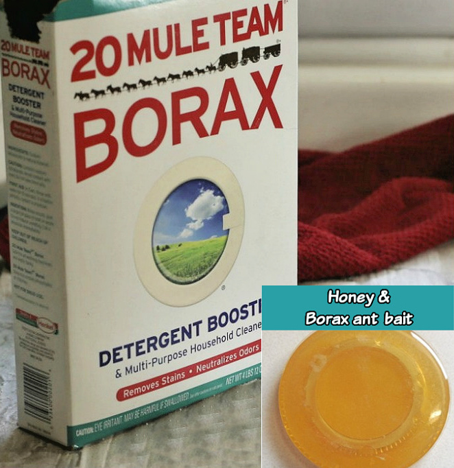Caixa de bórax com sobreposição mostrando bórax misturado com mel como uma isca para formigas.