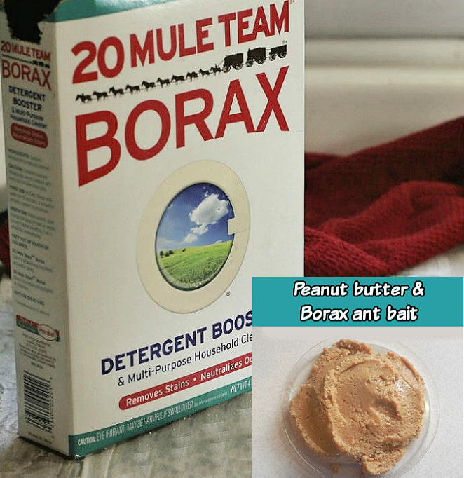 Uma caixa de bórax com uma sobreposição gráfica mostrando manteiga de amendoim e bórax misturados em uma bandeja plástica como uma isca para formigas.