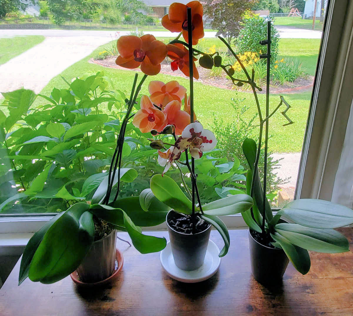Três orquídeas Phalaenopsis em uma mesa de madeira em frente a uma janela com luz brilhante e indireta.