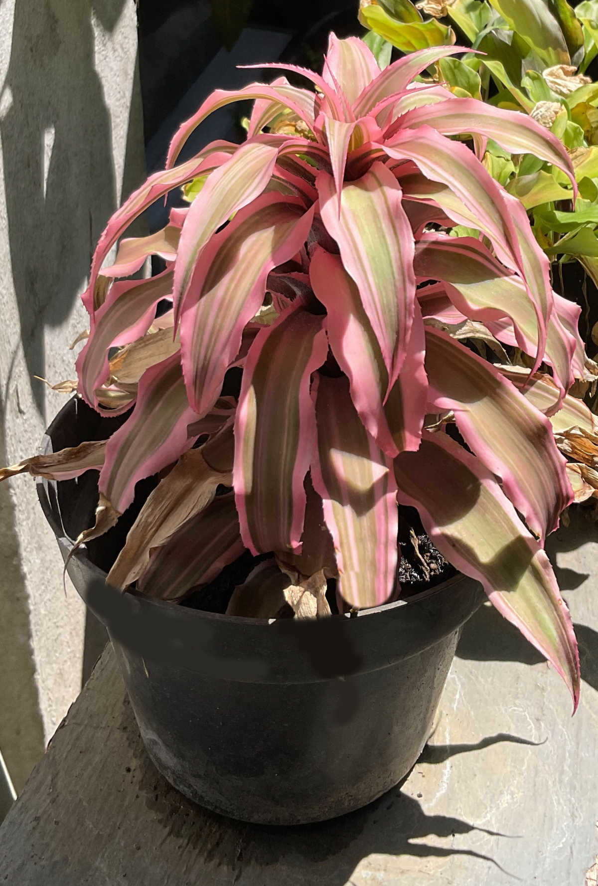 Estrela-da-Terra bromélia em um vaso preto com outras plantas sobre uma soleira de janela.