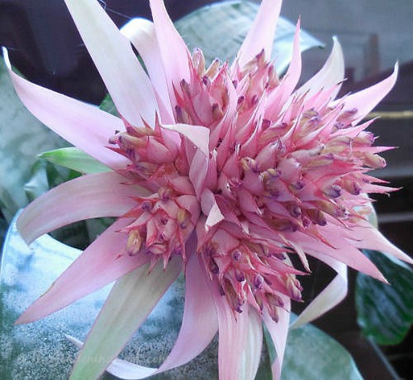 Flor de bromélia aechmea fasciata
