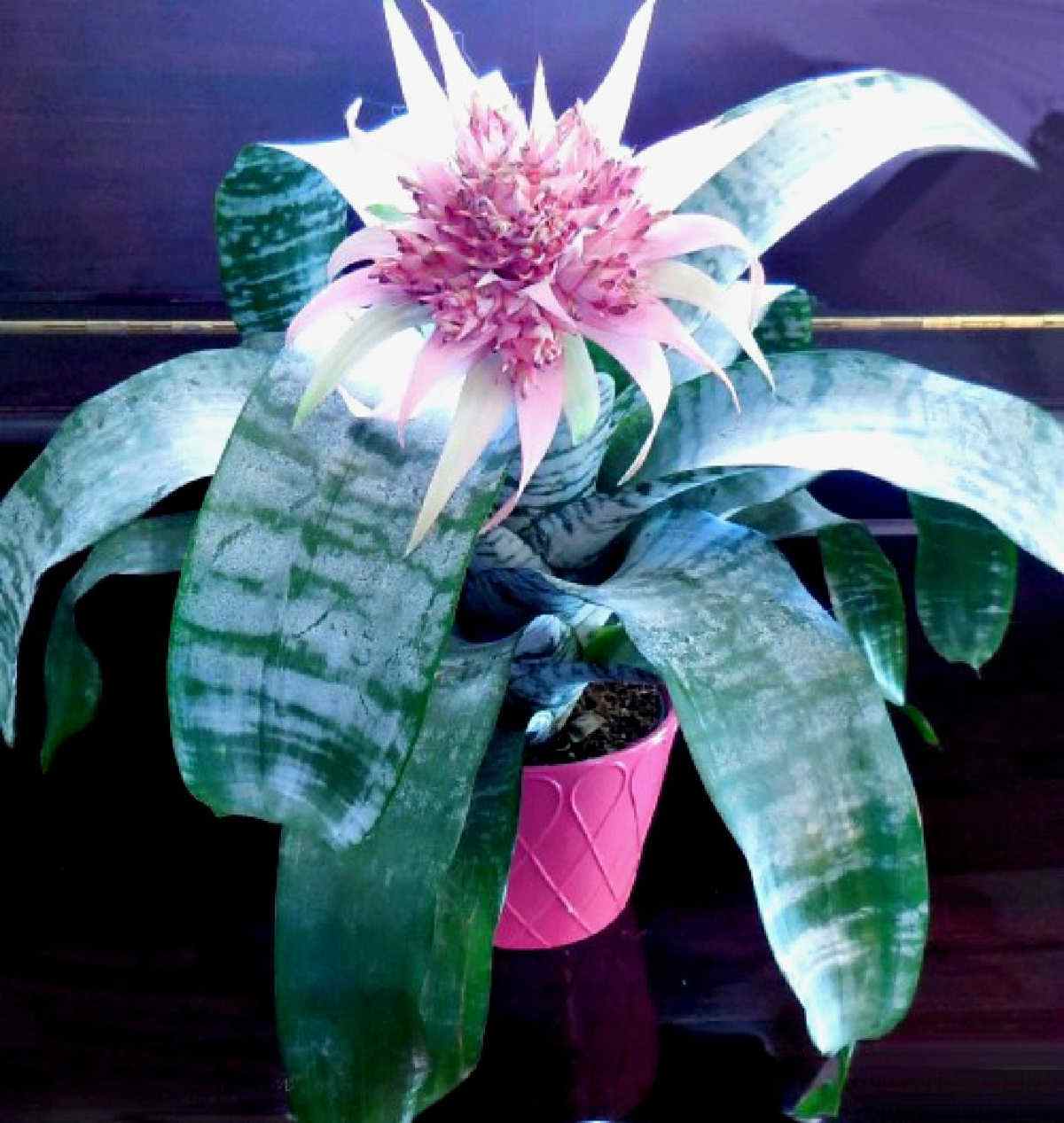 Planta bromélia com uma flor rosa.