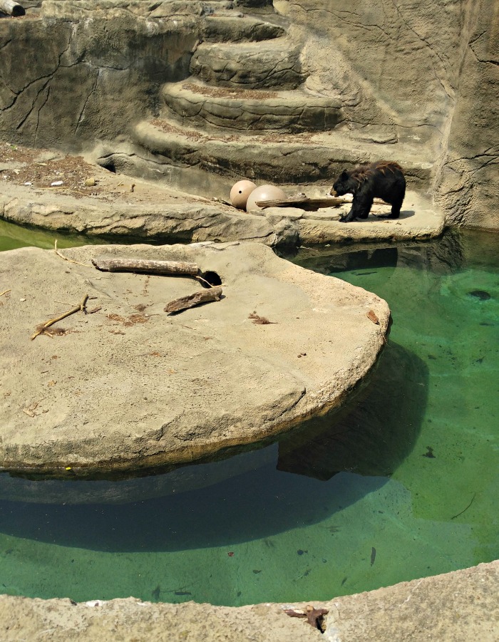 Exibição de urso marrom