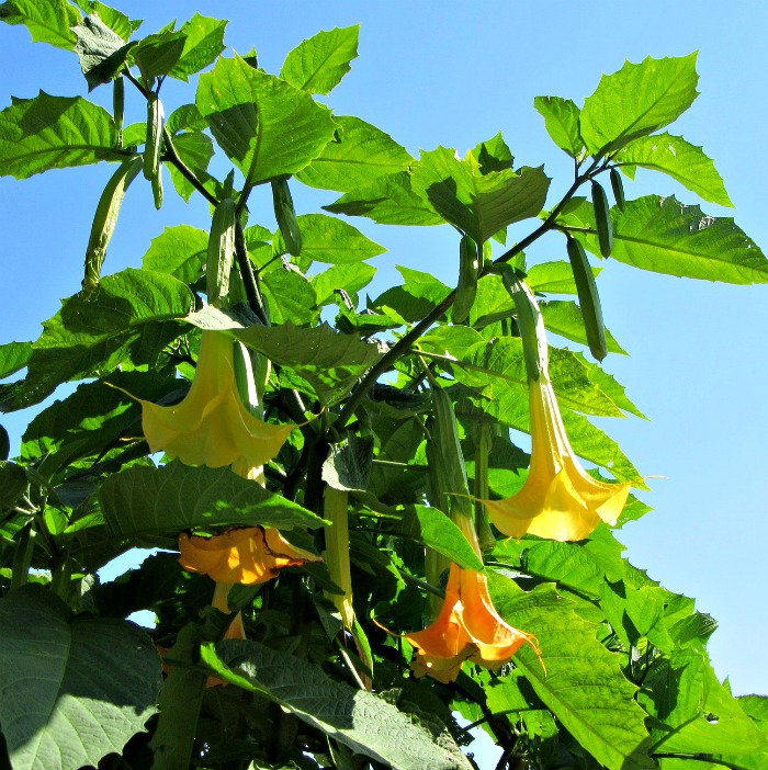 planta de brugmansia florindo sob a luz do sol