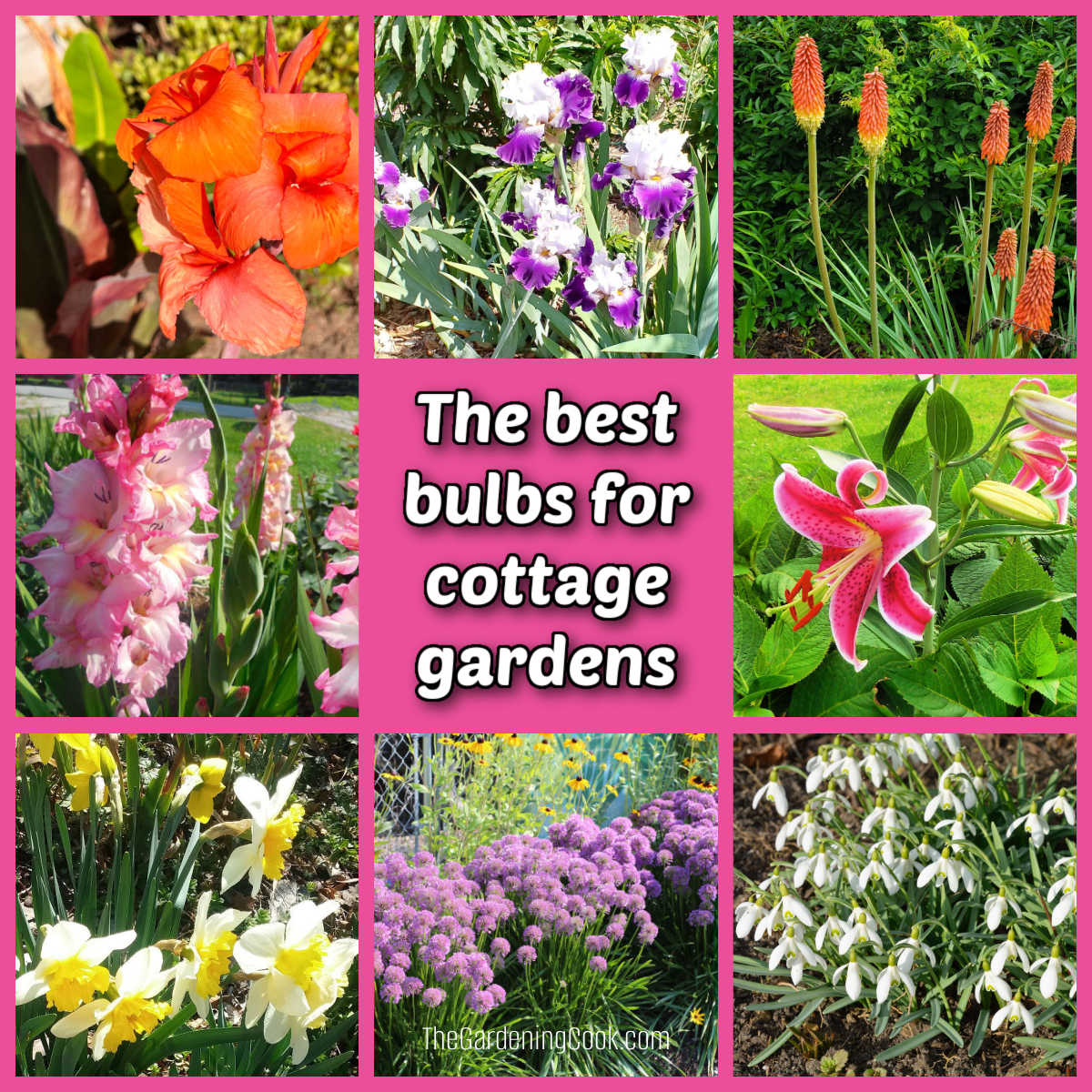Imagens dos melhores bulbos para jardins cottage, incluindo lírios orientais, gladíolos, alho-ornamental, lírios-de-fogo, íris e mais.