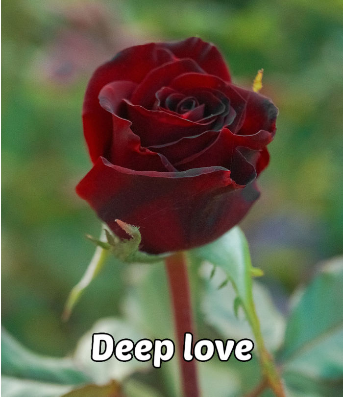 Uma única rosa bordô sobre fundo verde representando elegância, realeza, beleza e amor profundo.