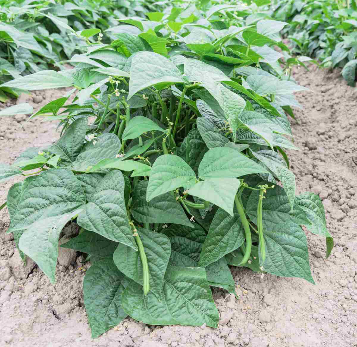 Planta compacta de feijão arbustivo crescendo em uma horta.