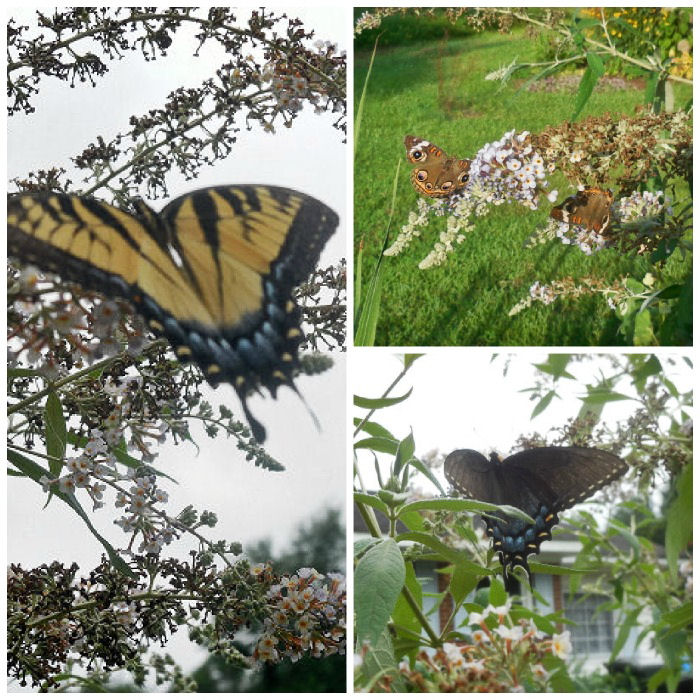 Borboletas buckeye, cauda-de-andorinha amarela e caudas-de-andorinha de morfo escuro adoram arbustos de buddleia