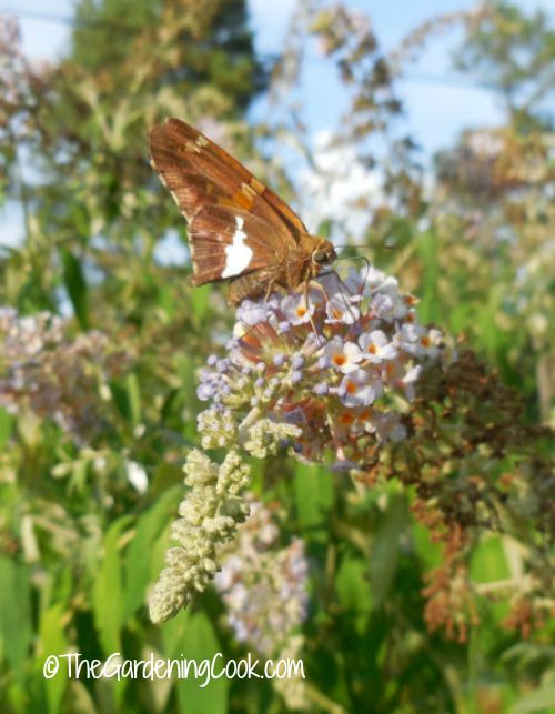 Uma borboleta sentada em cima de uma grande flor.