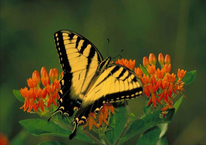 Asclépia-tuberosa e borboleta-rabo-de-andorinha.