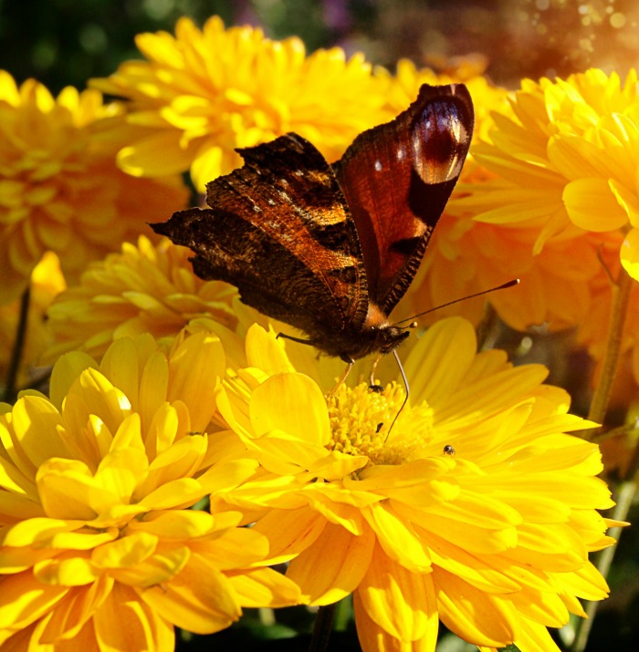 As borboletas gostam de cores brilhantes, como esta flor amarela