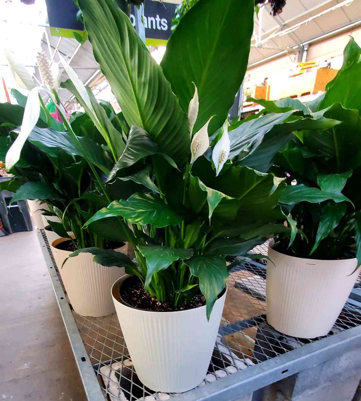 Plantas de lírio da paz à venda em vasos brancos.