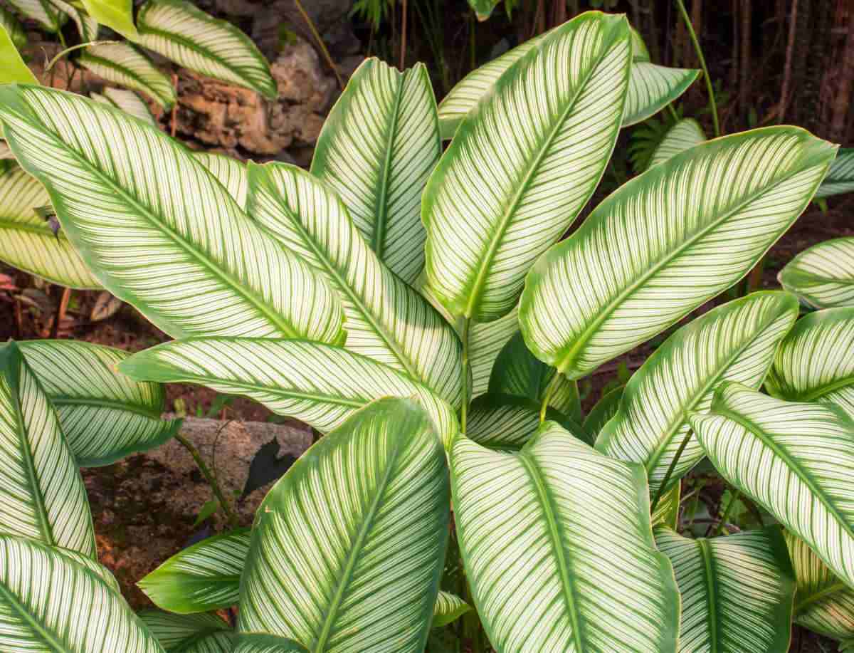 Folhas listradas em verde e branco da planta calathea