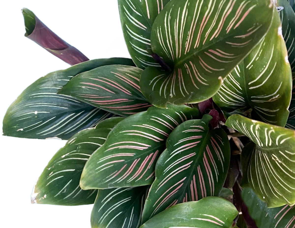 Folhas listradas de uma planta calatéia.