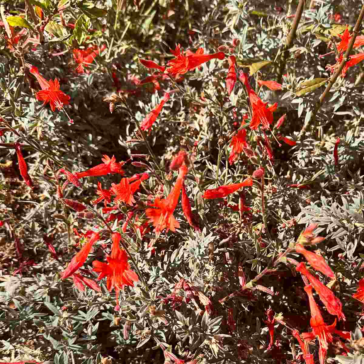 Fúcsia-da-Califórnia (Epilobium canum) Uma foto em close de um arbusto florido amarelo, comumente chamado de fúcsia-da-Califórnia e conhecido botanicamente como Epilobium canum.