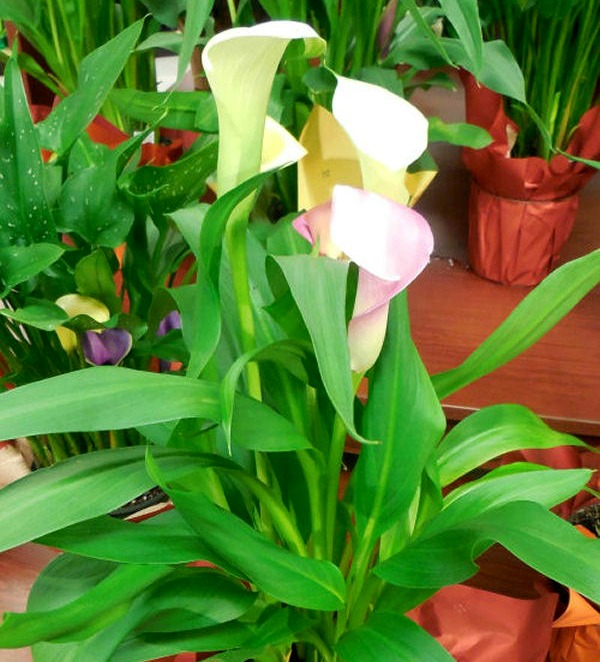 Copo de leite em flor
