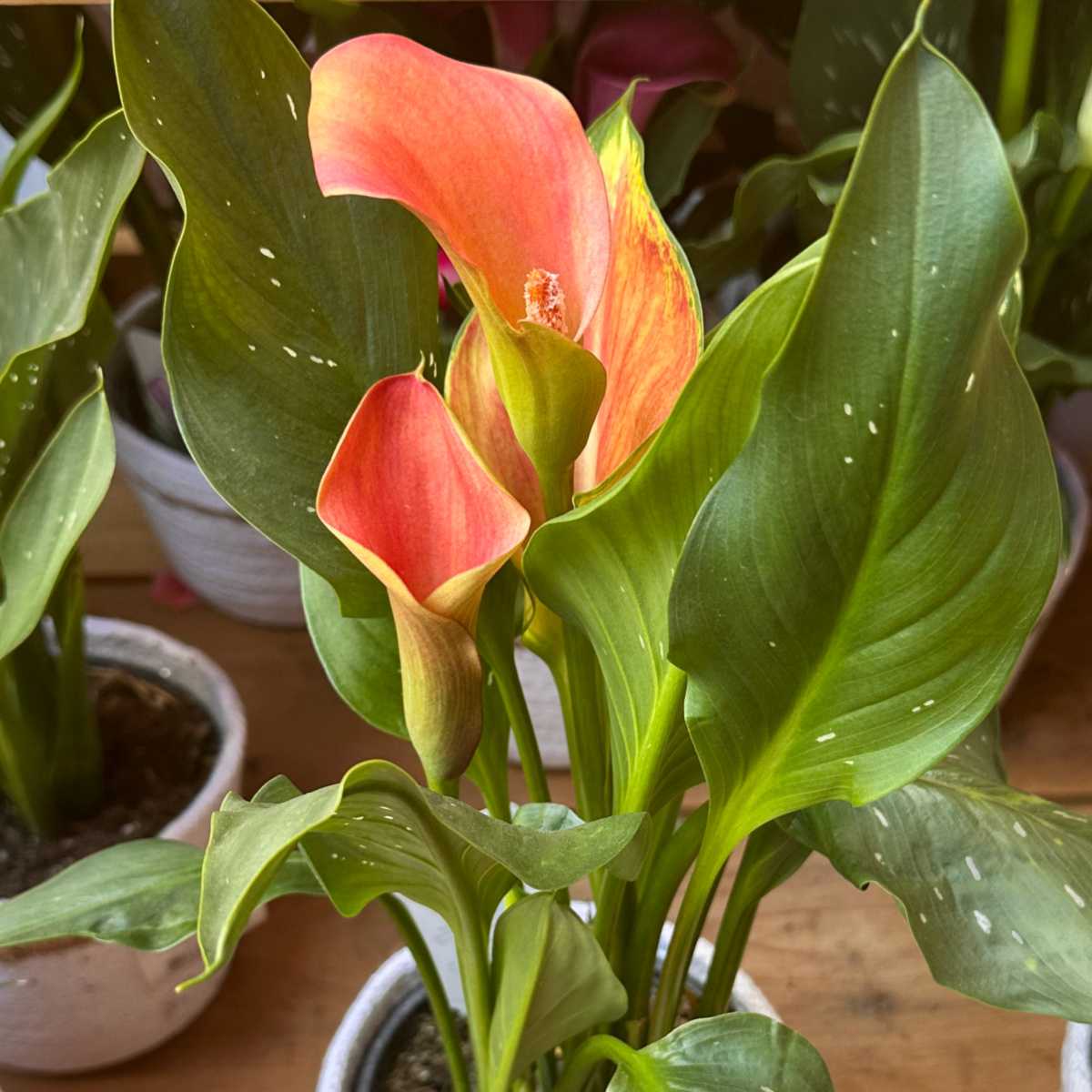 Cala Cameo (Zantedeschia 'Cameo') Uma cala Cameo laranja, também conhecida como Zantedeschia Cameo, em um vaso sobre uma prateleira cercada por outras calas, com suas folhas visíveis.