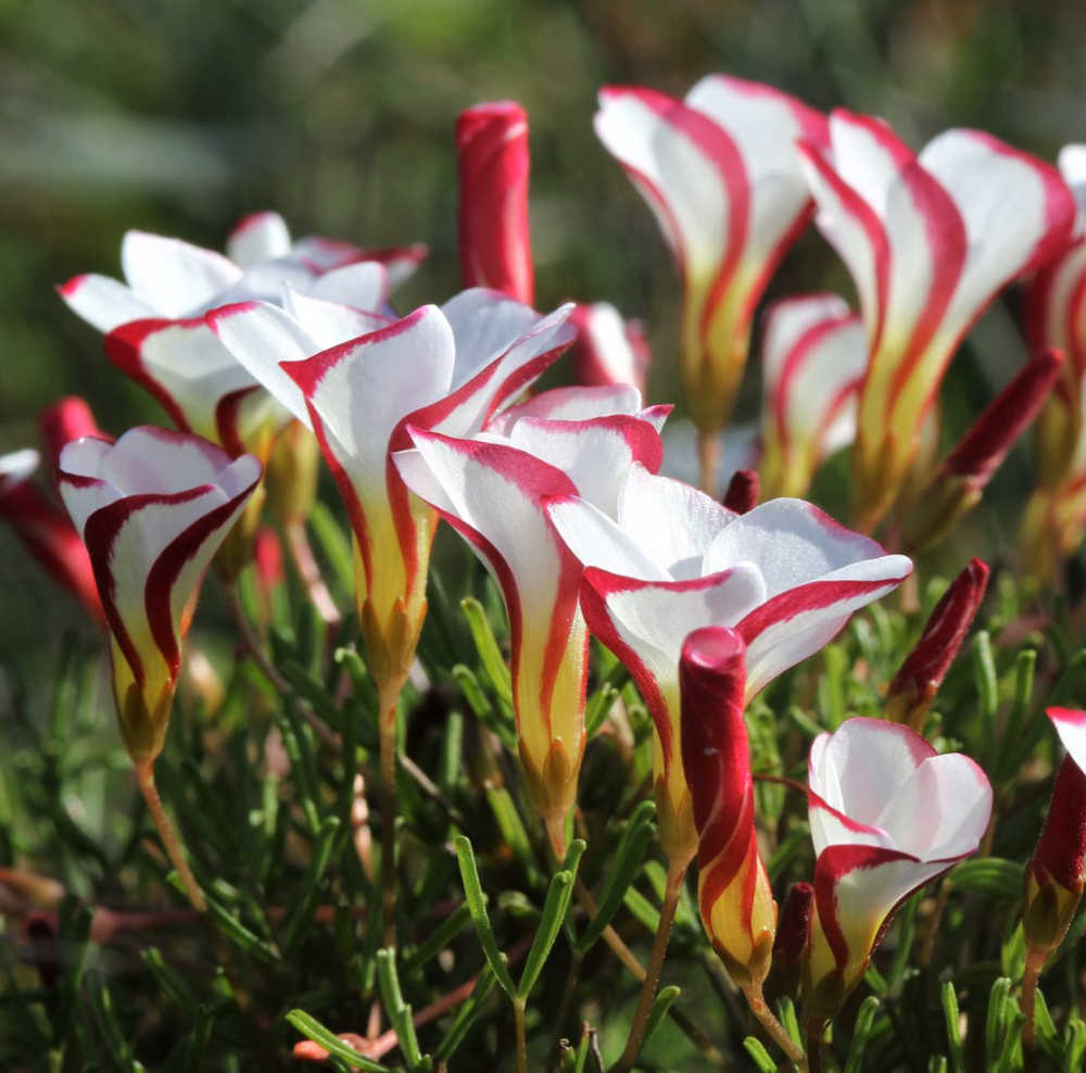 Planta Candy Cane Sorrell