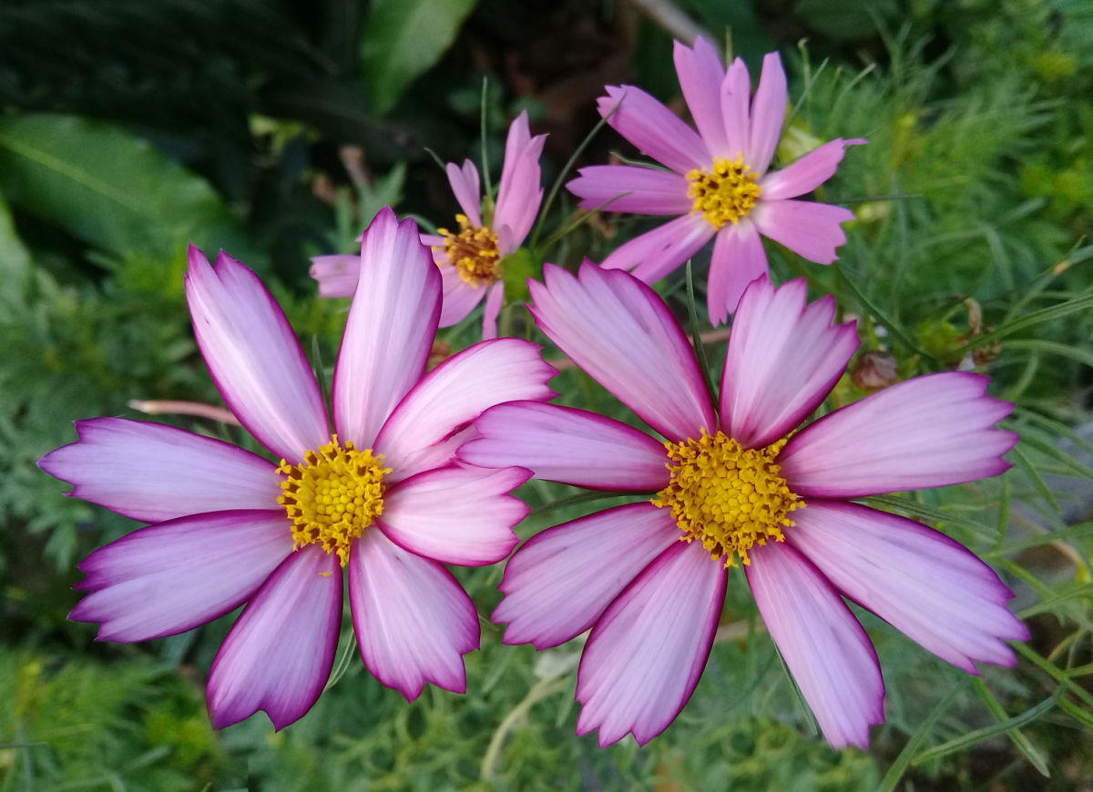 Flor de jardim cottage cosmos listrado de balas.