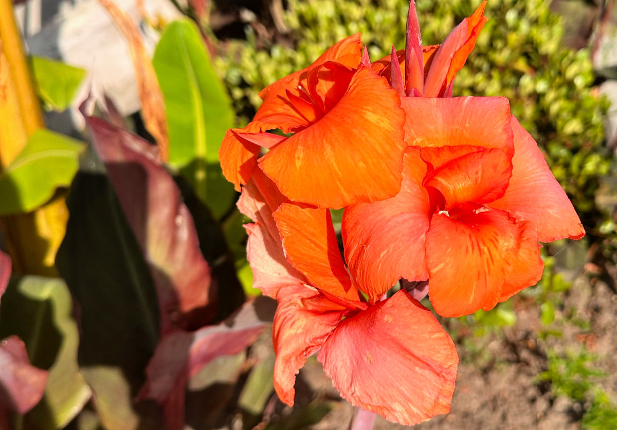 Cana-da-índia laranja em um canteiro sob sol pleno.